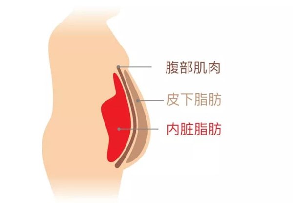 世俱杯中国官网入口为您讲解:内脏脂肪要怎么减